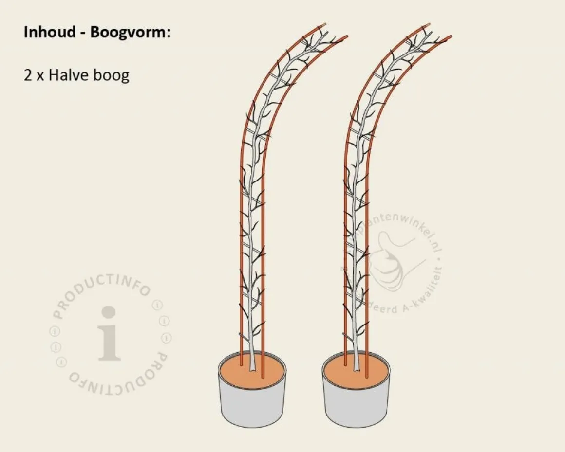 Thuja plicata 'Excelsa' - Boogvorm set