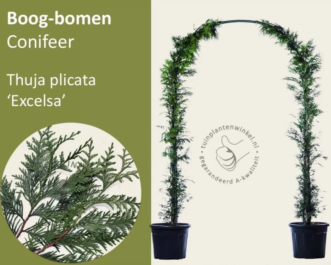 Thuja plicata 'Excelsa' - Boogvorm set