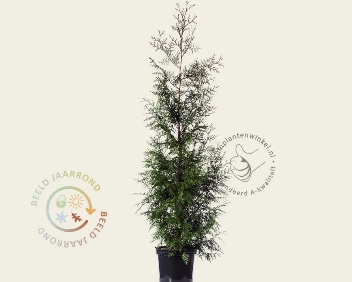 Thuja plicata 'Excelsa' - in pot