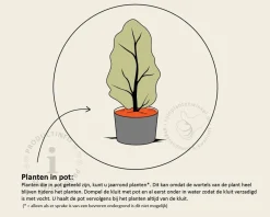 Thuja plicata 'Excelsa' - in pot