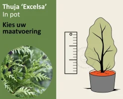 Thuja plicata 'Excelsa' - in pot