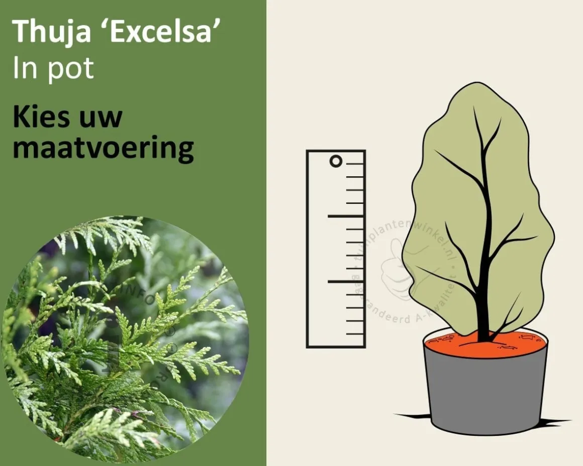 Thuja plicata 'Excelsa' - in pot