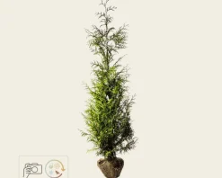 Thuja plicata 'Excelsa' - kluit