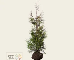 Thuja plicata 'Excelsa' - kluit