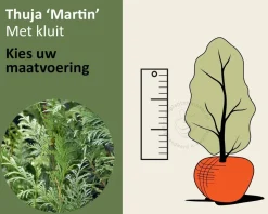 Thuja plicata 'Martin' - kluit