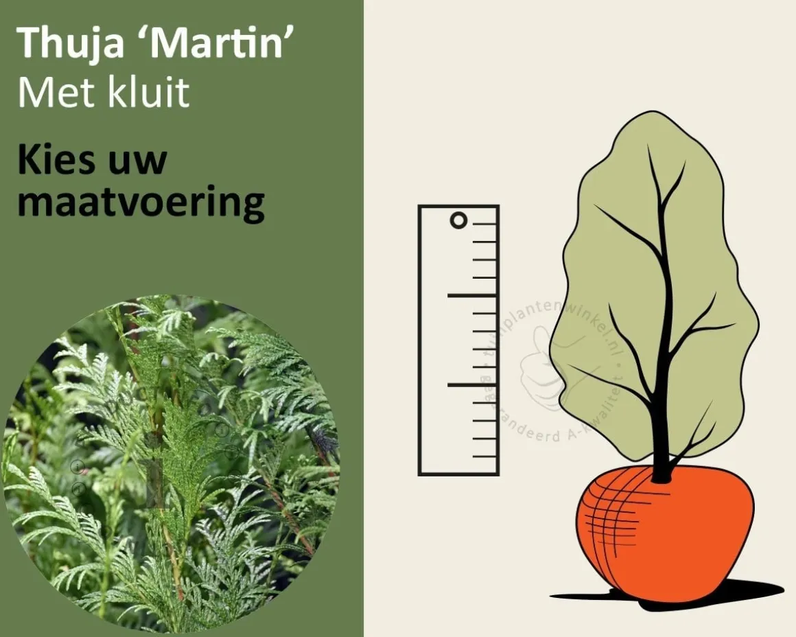 Thuja plicata 'Martin' - kluit