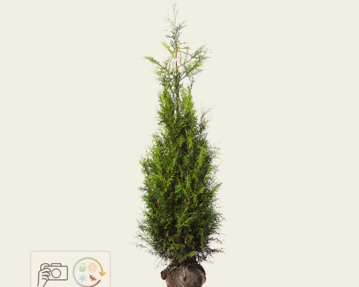 Thuja plicata 'Martin' - kluit
