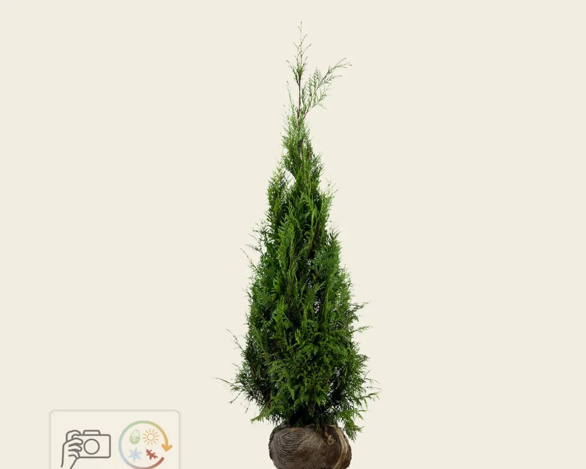 Thuja plicata 'Martin' - kluit