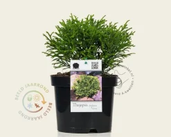 Thujopsis dolabrata 'Nana'