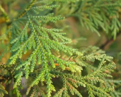 Thujopsis dolabrata 'Nana'