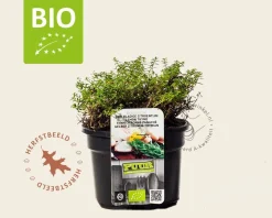 Thymus citriodorus 'Aureus' - Puur
