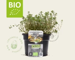 Thymus citriodorus 'Lemon Green' - Puur