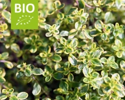 Thymus citriodorus 'Lemon Variegated' - Puur