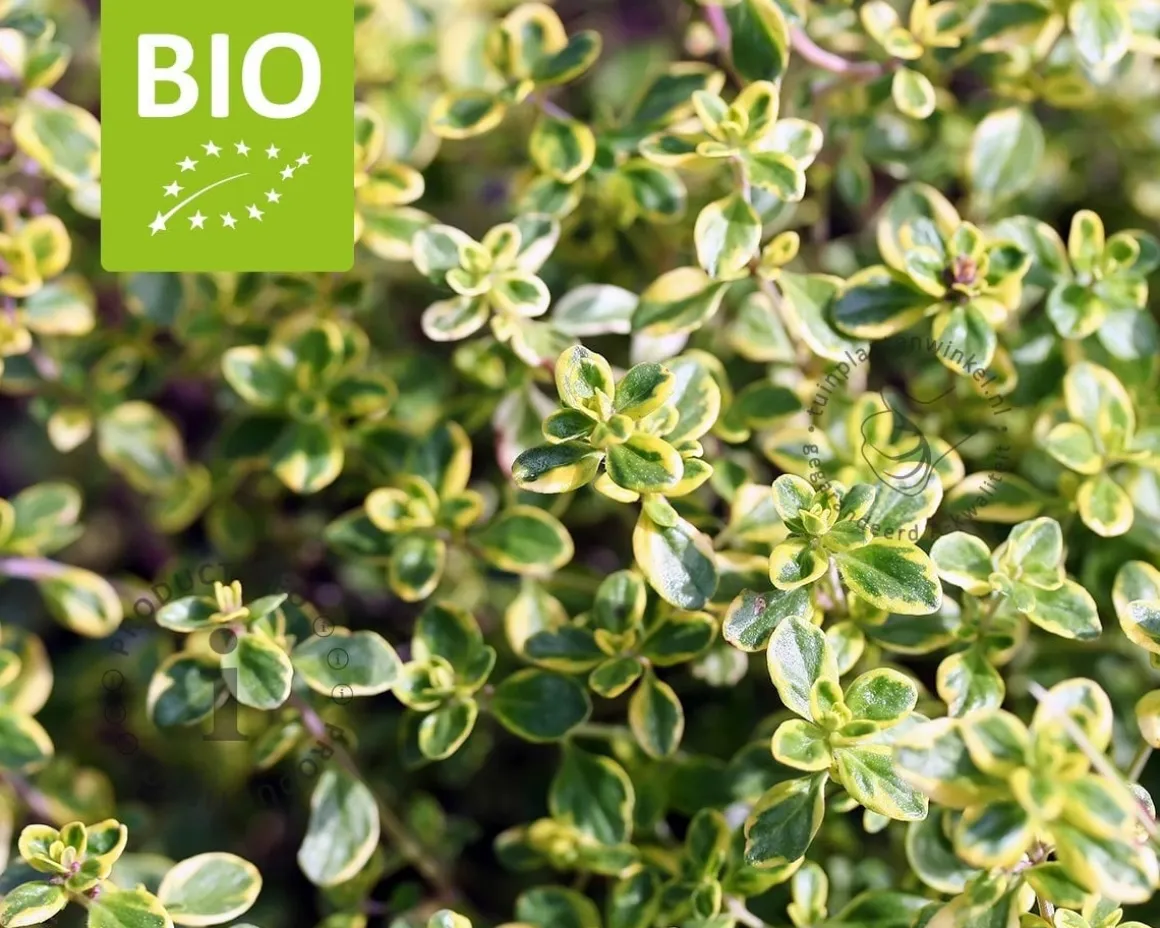 Thymus citriodorus 'Lemon Variegated' - Puur