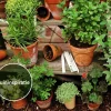 Thymus 'Doone Valley' Puur