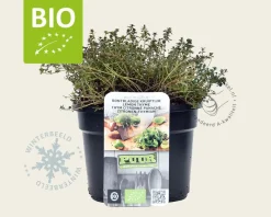 Thymus 'Doone Valley' Puur