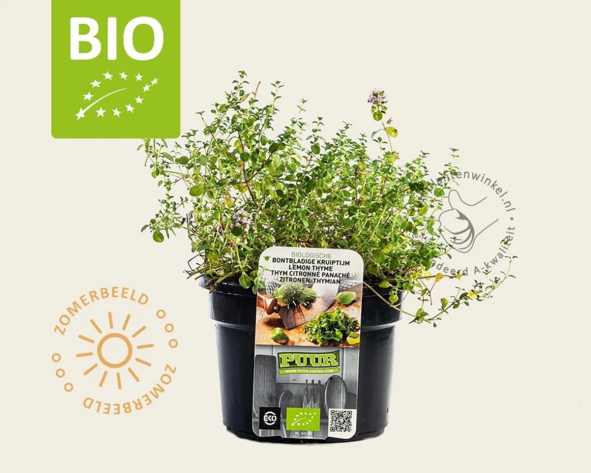 Thymus 'Doone Valley' Puur