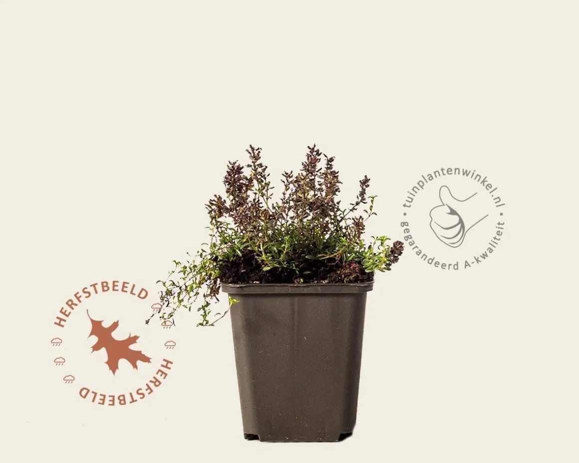 Thymus praecox 'Coccineus'