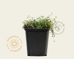 Thymus praecox 'Coccineus'