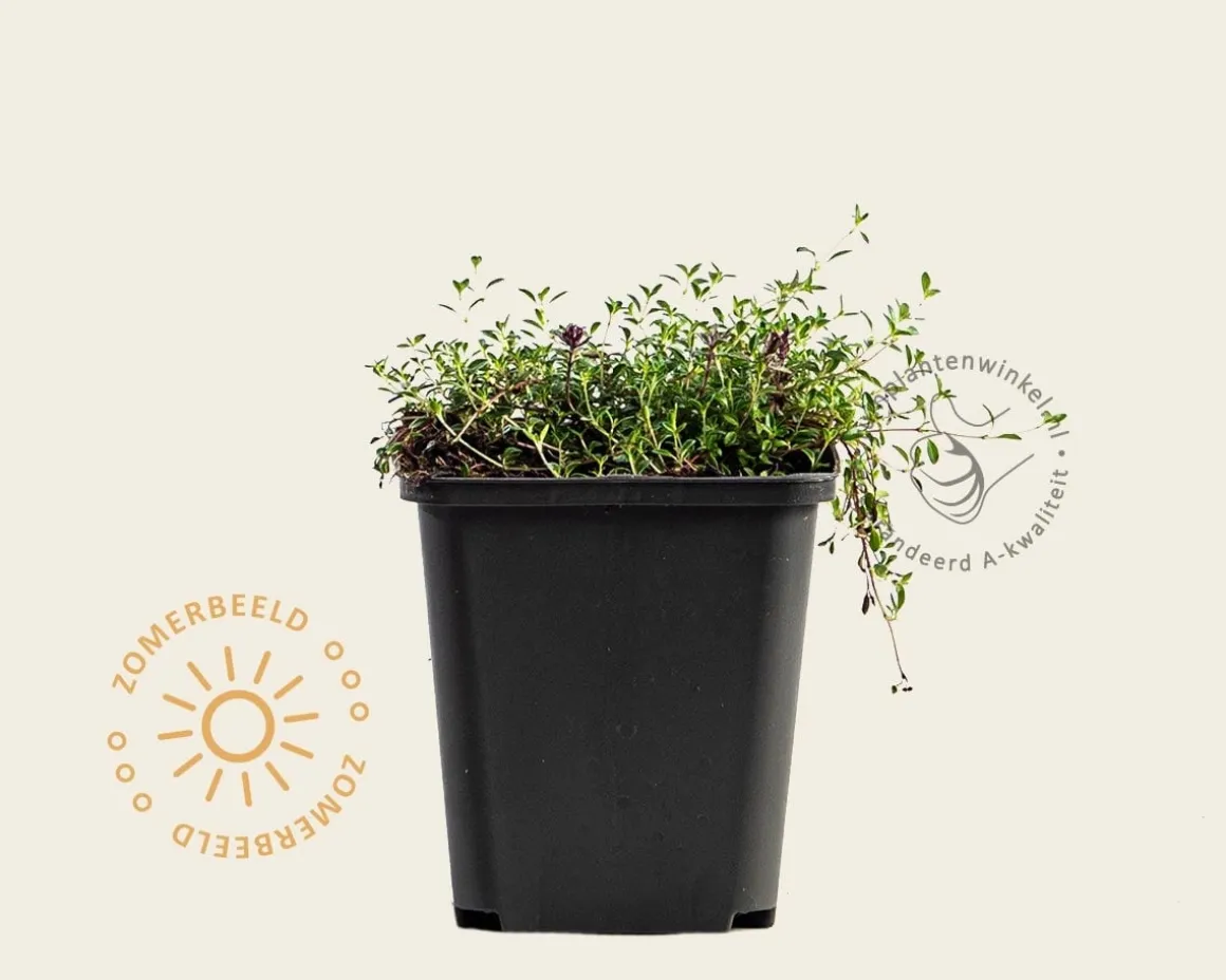 Thymus praecox 'Coccineus'