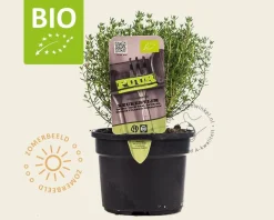 Thymus vulgaris 'Compactus' Puur