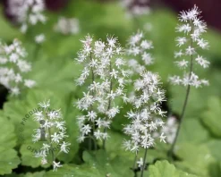 Tiarella cordifolia