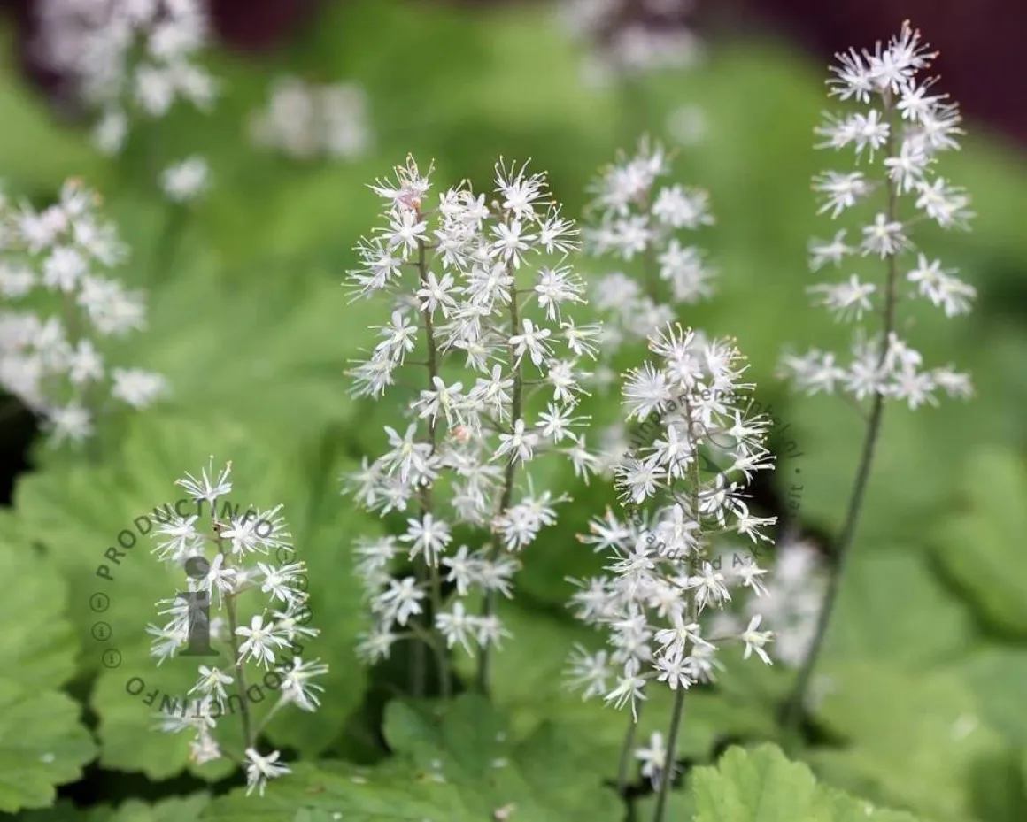 Tiarella cordifolia