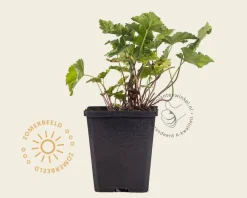 Tiarella cordifolia