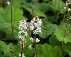 Tiarella wherryi