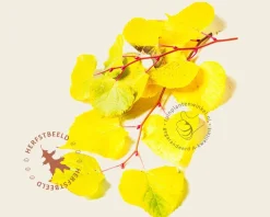 Tilia cordata 'Winter Orange' - hoogstam