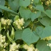 Tilia europaea 'Pallida'