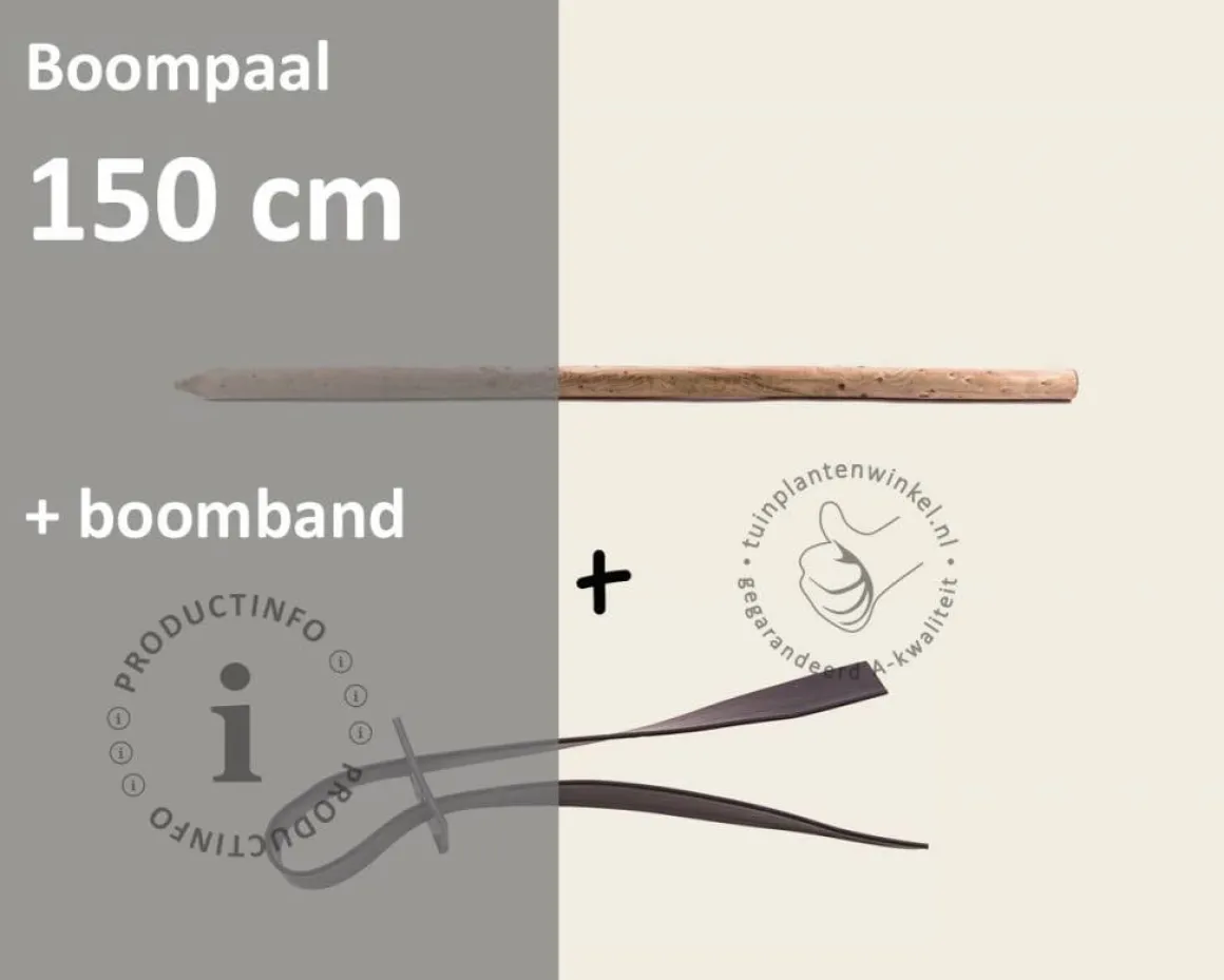 Toebehoren Leibomen los bestellen - Paal 150 cm + Band