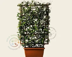 Trachelospermum jasminoides - In rek