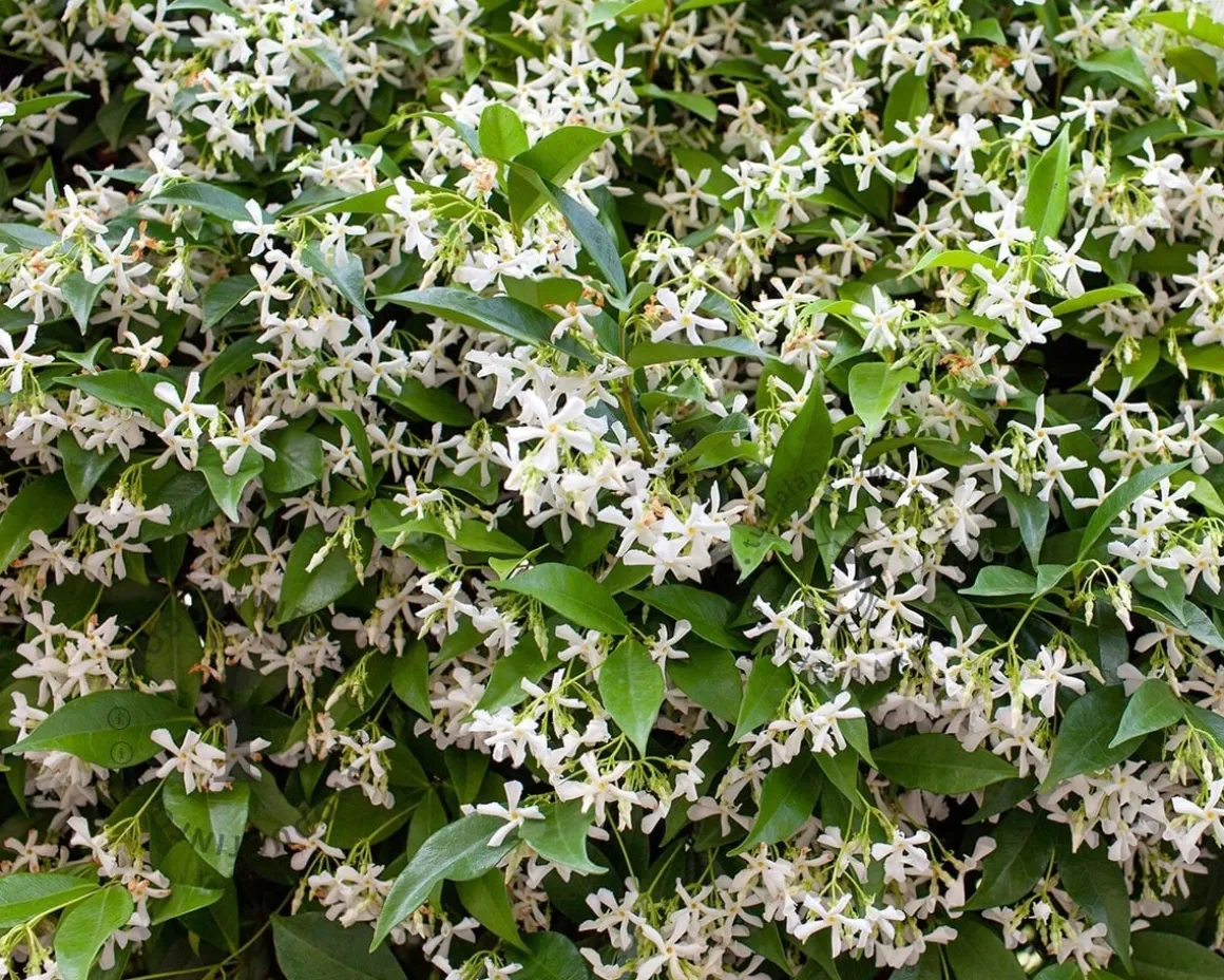 Trachelospermum jasminoides - In rek