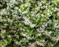 Trachelospermum jasminoides