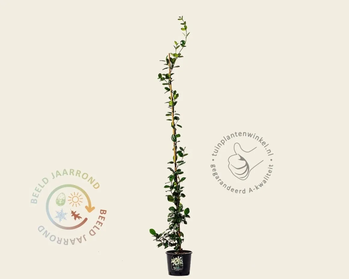 Trachelospermum jasminoides