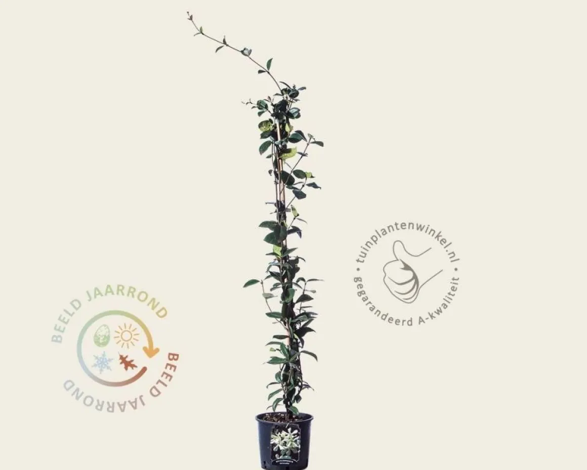 Trachelospermum jasminoides