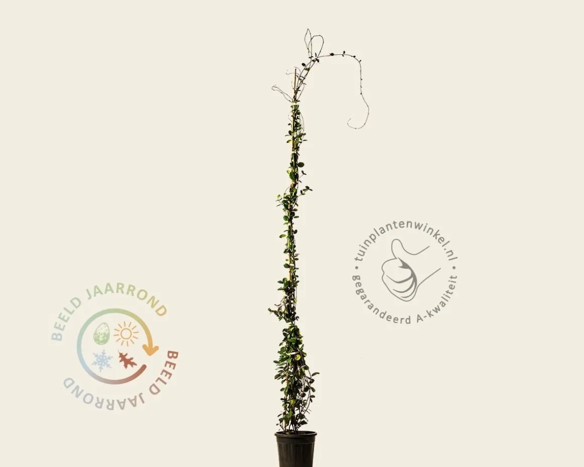 Trachelospermum jasminoides