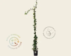 Trachelospermum jasminoides