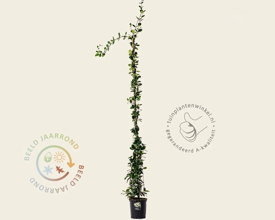 Trachelospermum jasminoides