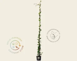 Trachelospermum jasminoides
