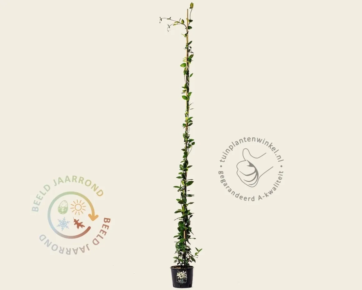 Trachelospermum jasminoides