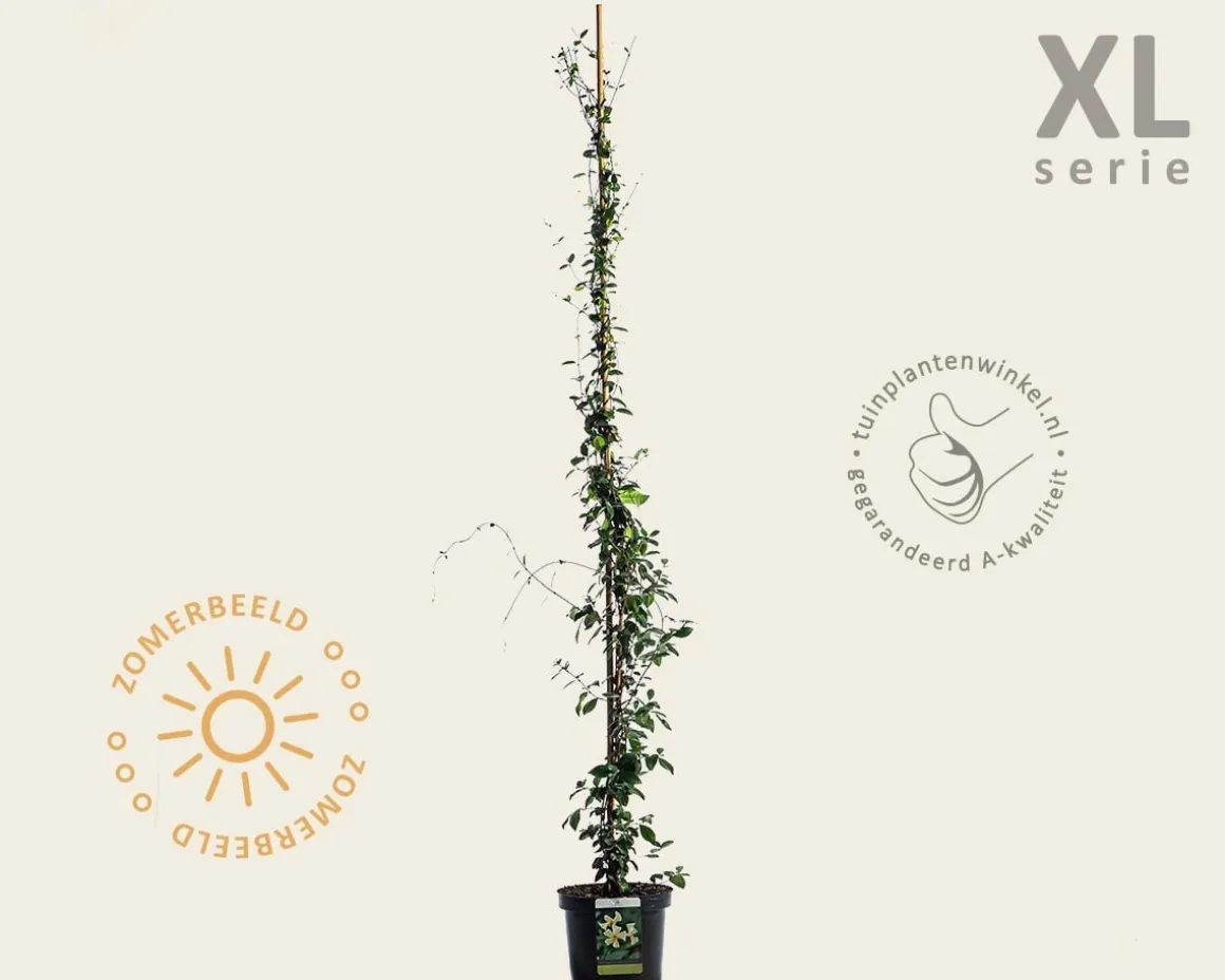 Trachelospermum jasminoides 'Star of Toscane'
