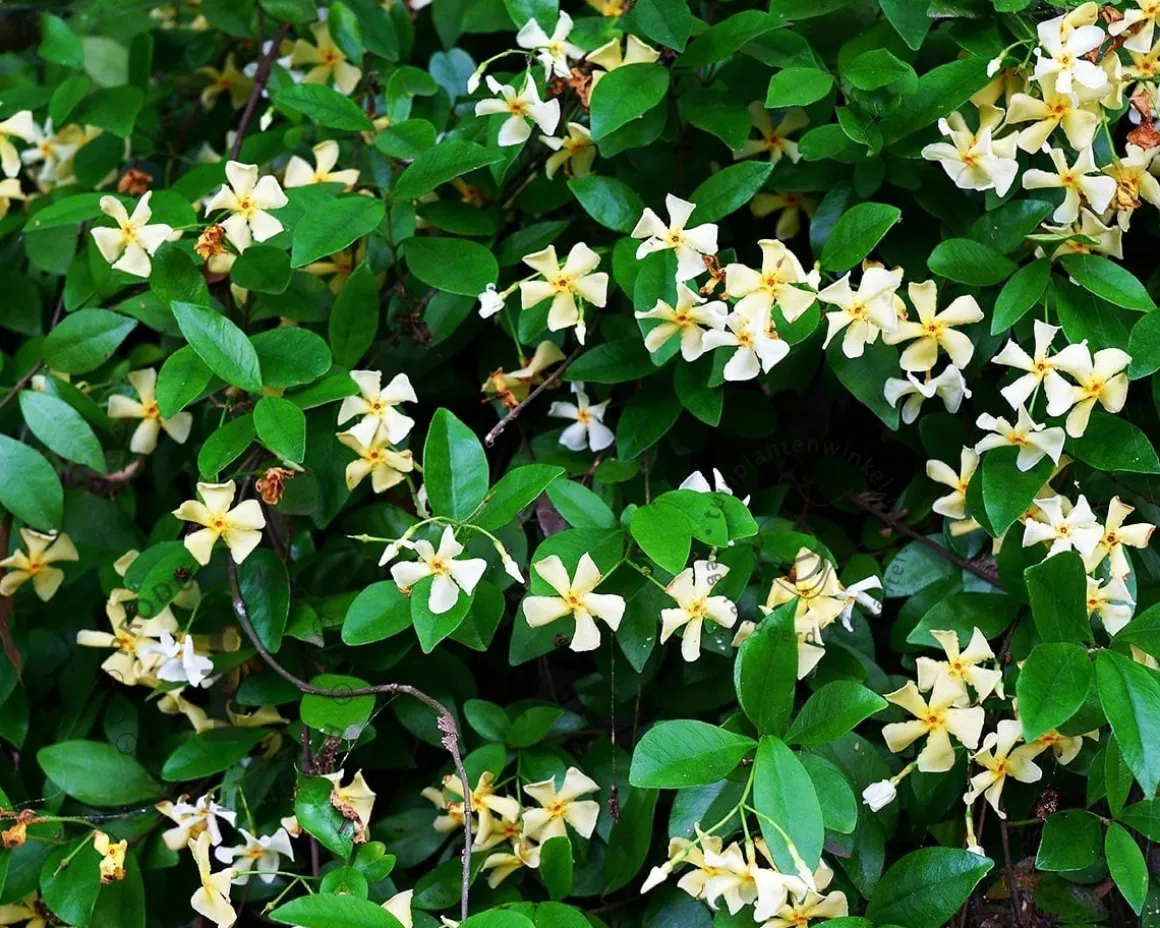 Trachelospermum jasminoides 'Star of Toscane'