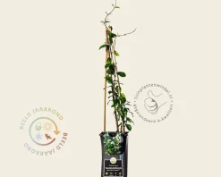 Trachelospermum jasminoides 'Star of Toscane'