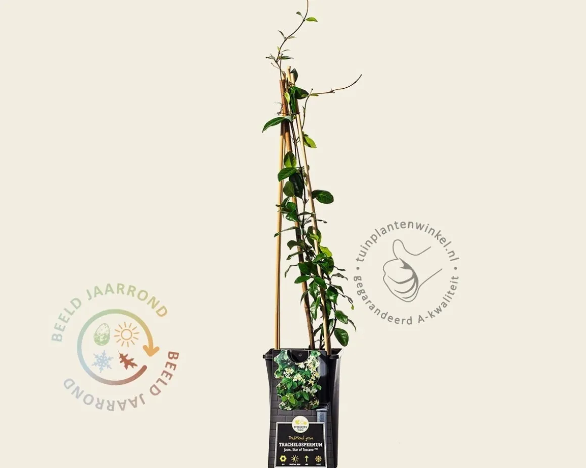 Trachelospermum jasminoides 'Star of Toscane'