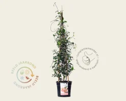 Trachelospermum jasminoides 'Star of Sicily'