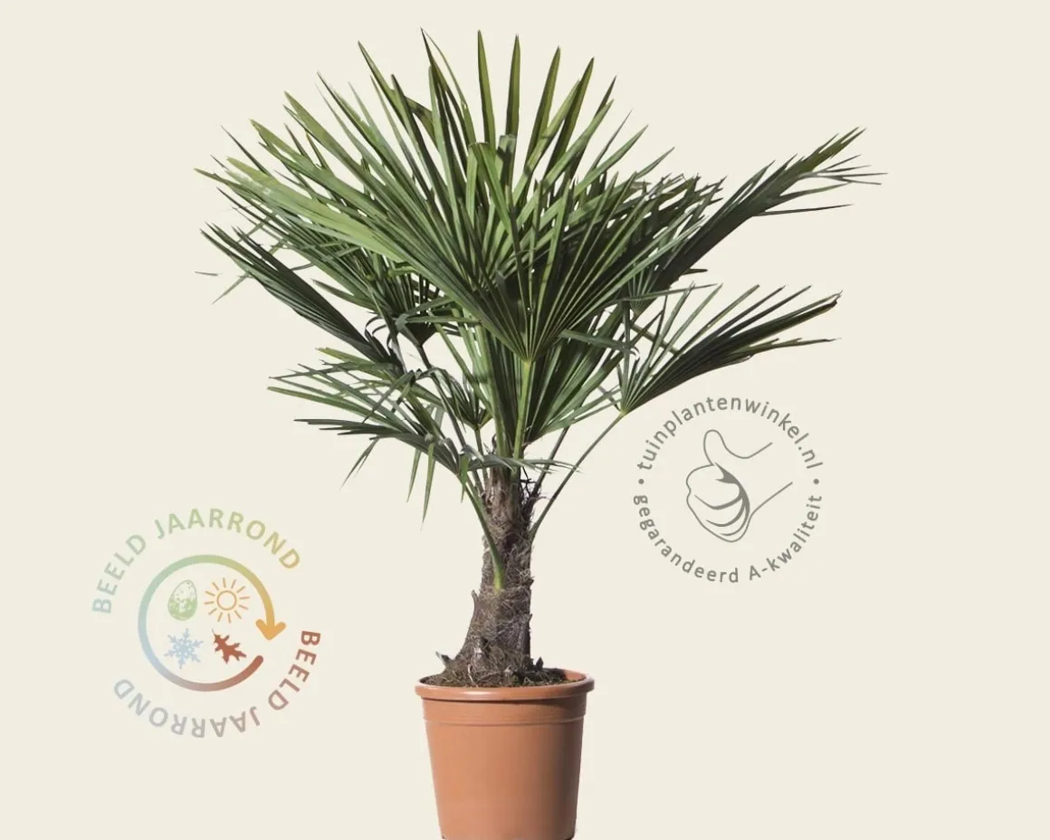 Trachycarpus fortunei