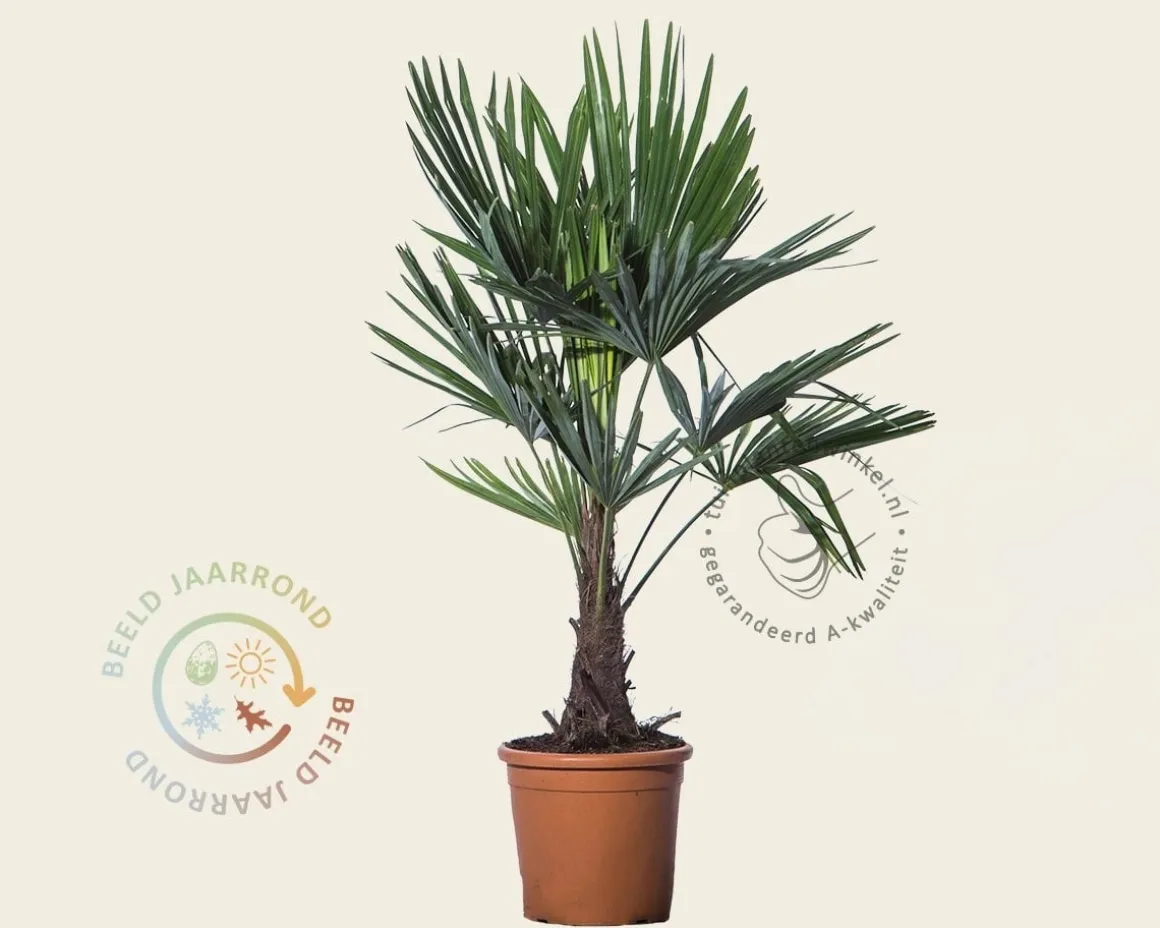 Trachycarpus fortunei