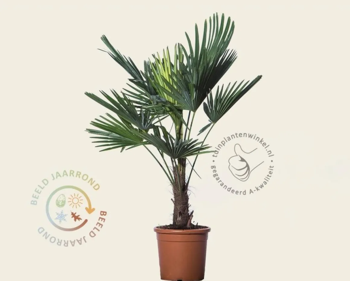 Trachycarpus fortunei